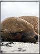 foto Flora e la fauna della Isole Galapagos